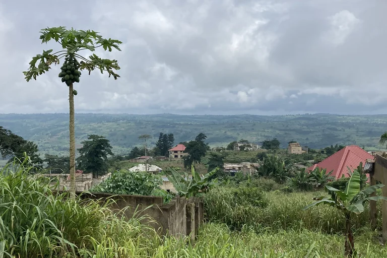 A tropical landscape is shown with homes in the distance