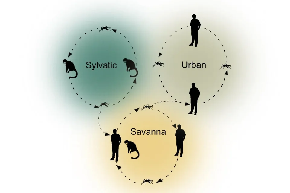 a depiction of how diseases spread depending on location